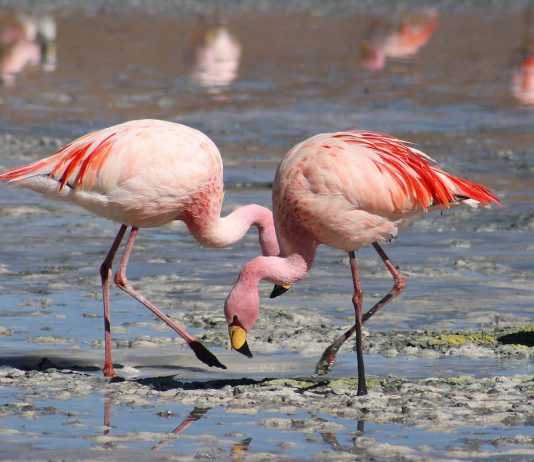 Flamingos - Laguna Colorada - Nation Of Turks