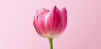 Tulip - Photo by Dlanor S on Unsplash