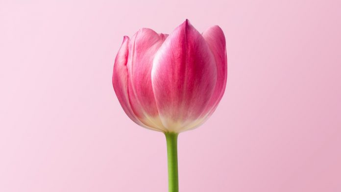 Tulip - Photo by Dlanor S on Unsplash