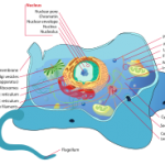 A Eukaryotic cell   http://en.wikipedia.org/wiki/Cell_(biology)#Eukaryotic_cells