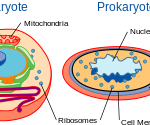 The Eukaryotic and Prokaryotic cells   http://en.wikipedia.org/wiki/Cell_(biology)