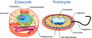 The Eukaryotic and Prokaryotic cells http://en.wikipedia.org/wiki/Cell_(biology)