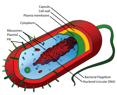 Diagram of a typical prokaryotic cell http://en.wikipedia.org/wiki/Cell_(biology)